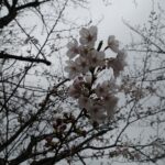 稲毛海岸の桜咲く