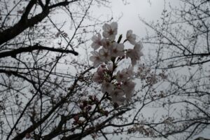 稲毛海岸の桜咲く